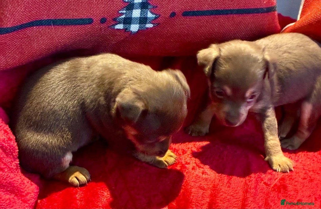 Jack Russell dogs for sale: Miniature Jack Russel Pups for sale - Advert 11