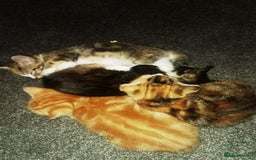 Mixed Breed cats for sale: Gorgeous kittens ready for new home now - Image 8