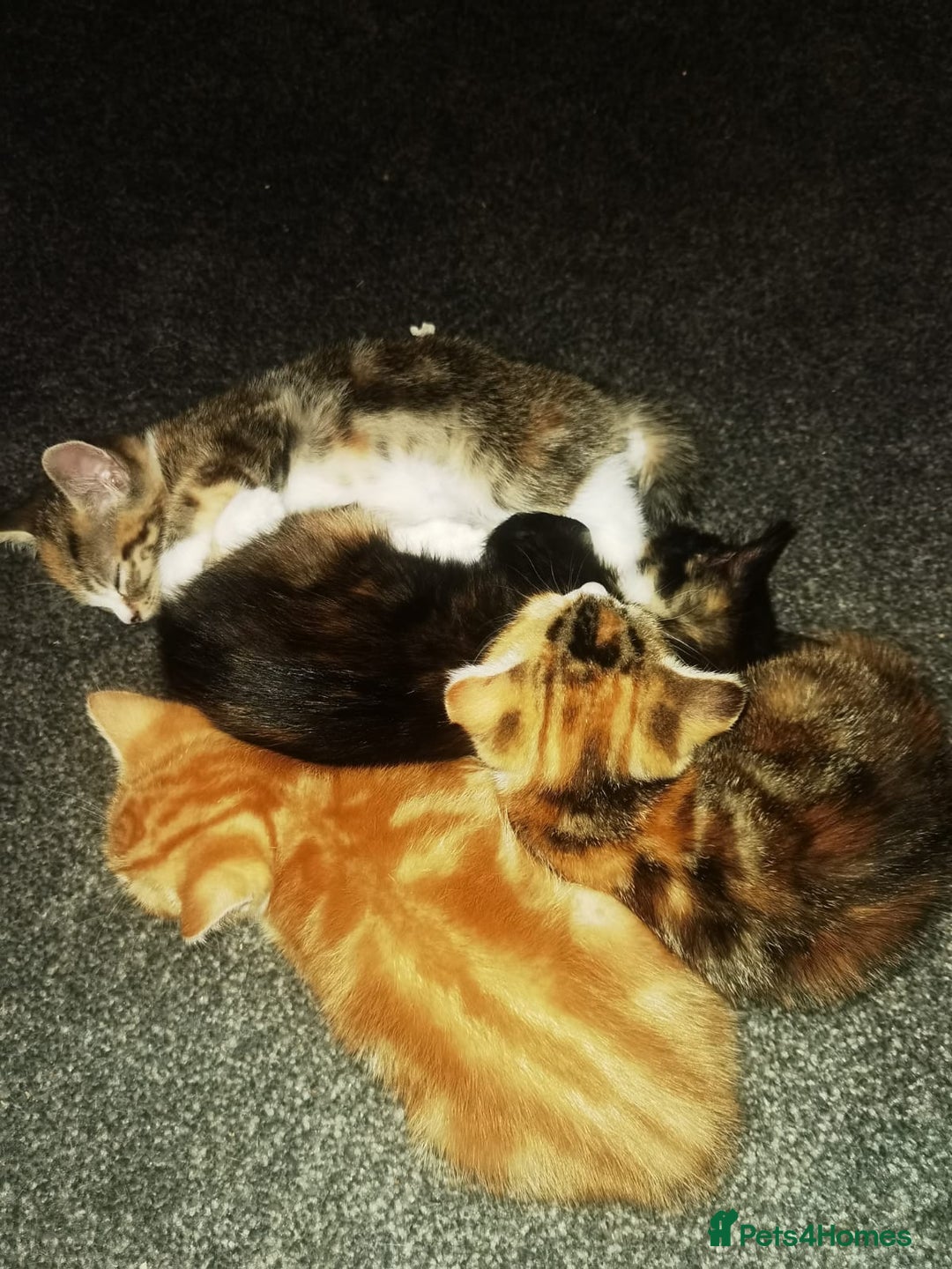 Mixed Breed cats for sale: Gorgeous kittens ready for new home now - Image 8