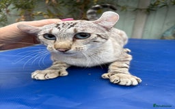 Keetso cats for sale: Superb polydactyl curled eared Keetso girl  - Image 13