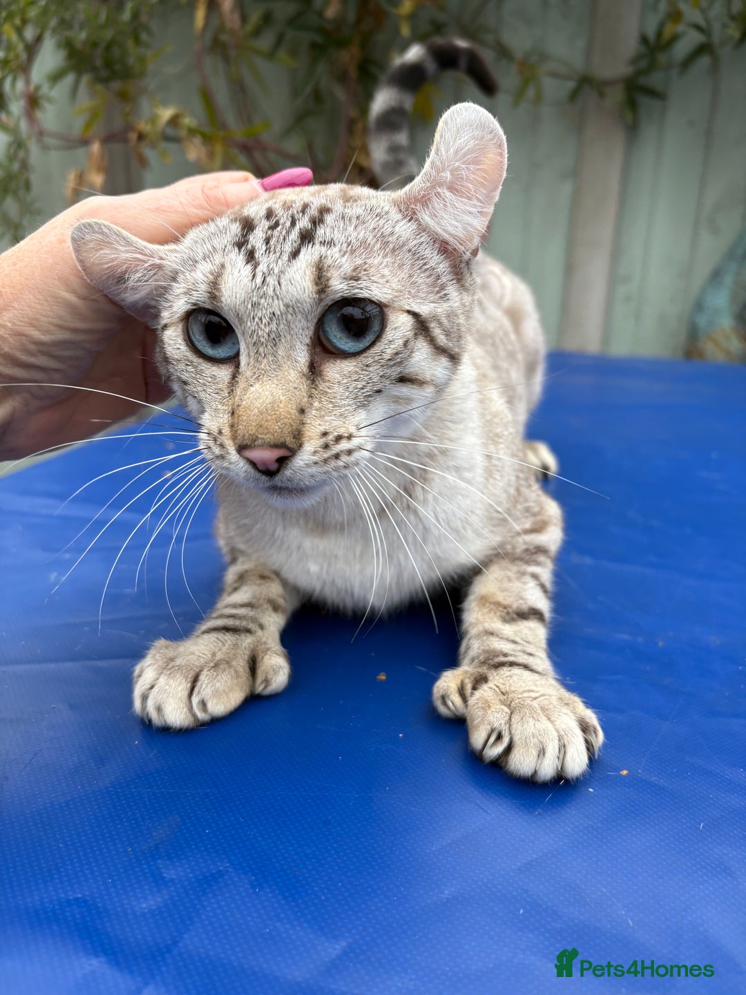 Keetso cats for sale: Superb polydactyl curled eared Keetso girl  - Image 13