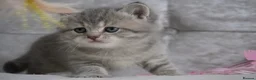 Munchkin cats for sale: 🍇🫐Munchkin Kittens - Advert 9