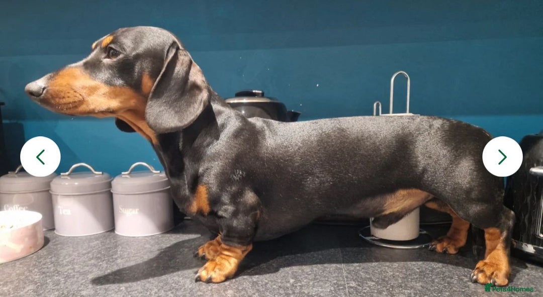 Miniature Dachshund dogs for sale: Beautiful minature dachshund puppies - Image 9