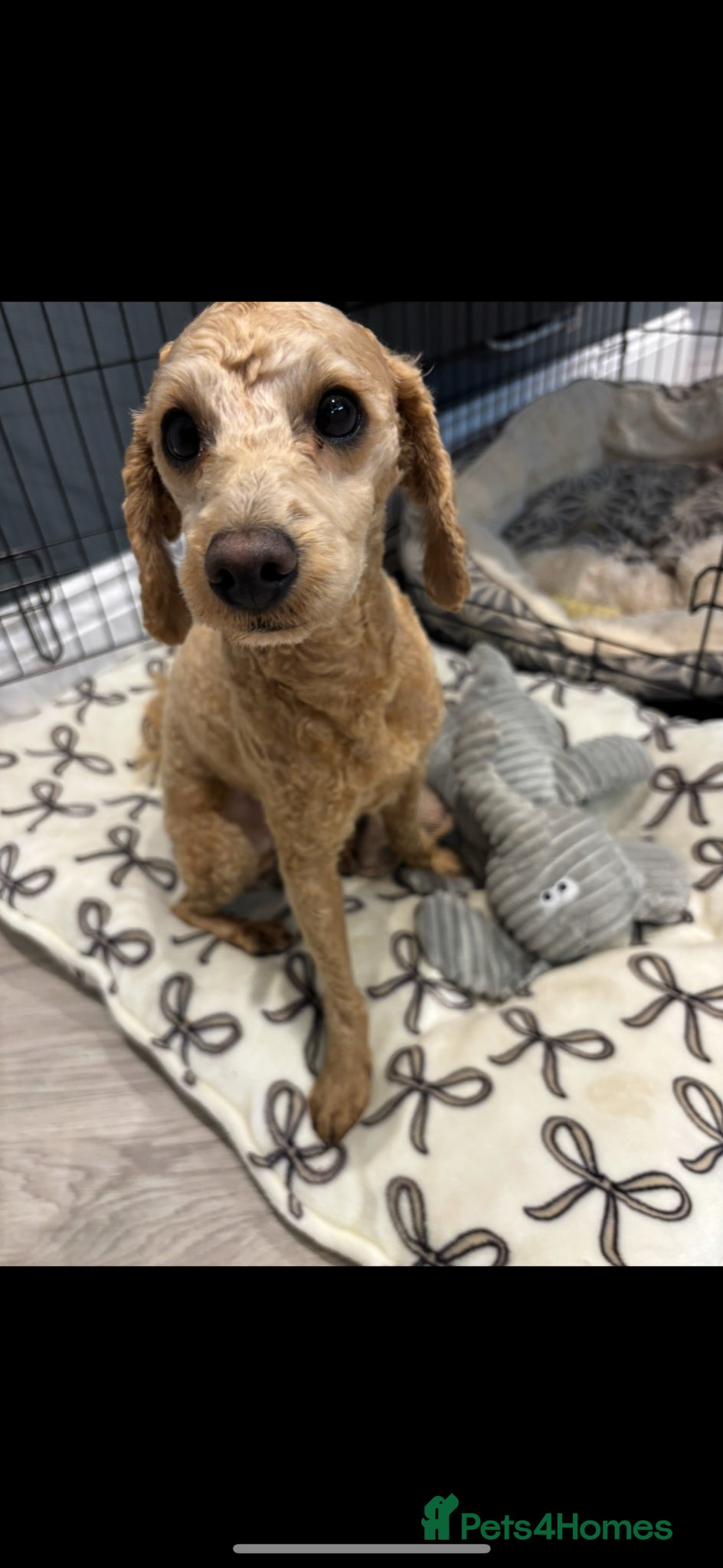 Toy Poodle dogs Toy Poodle Male  - Advert 2