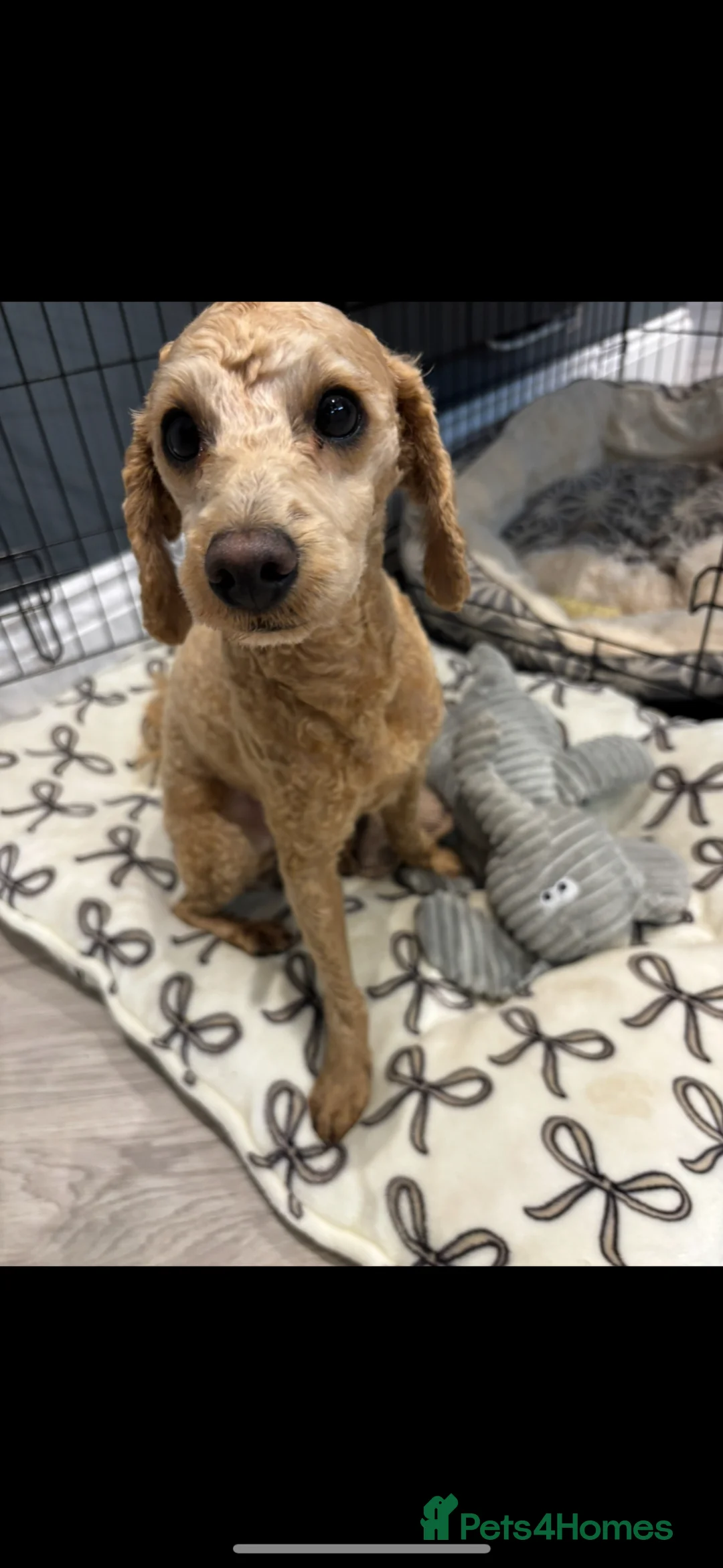 Toy Poodle dogs for sale: Toy Poodle Male  - Advert 1