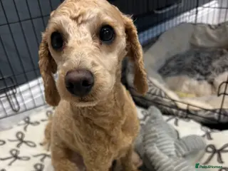 Toy Poodle dogs Toy Poodle Male - Advert 3