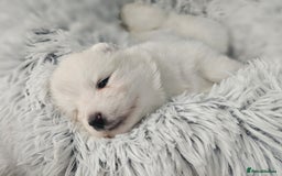 Samoyed dogs for sale: Beautiful Samoyed Puppies! ✨* - Image 8