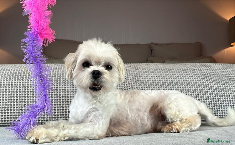 Maltese dogs - Advert 2