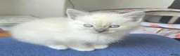 Mixed Breed cats for sale: Two male ragdoll mix kittens - Advert 13
