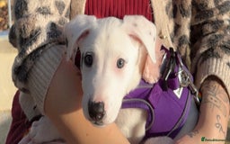 Mixed Breed dogs for sale: Stunning whippet cross female puppy - Image 8