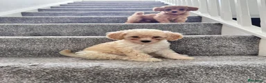 Toy Poodle 3