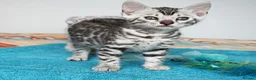 Bengal cats for sale: Superb Quality Bengal Kittens - Advert 15