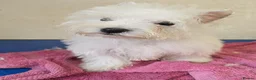 West Highland Terrier dogs for sale: Beautiful Westie boys  - Advert 3