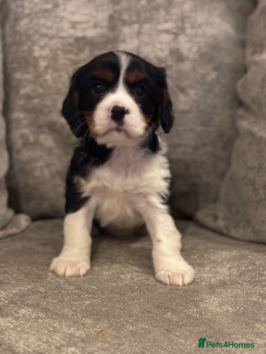 Cavalier King Charles Spaniel dogs for sale: CAVALIER KING CHARLES SPANIEL PUPPIES - Advert 7