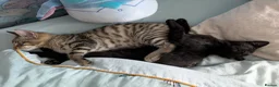 Bengal cats for sale: Friendly Adorable Bengal kittens  - Advert 12