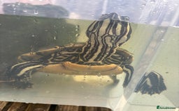 Terrapin reptiles for sale: Terrapins - Image 8