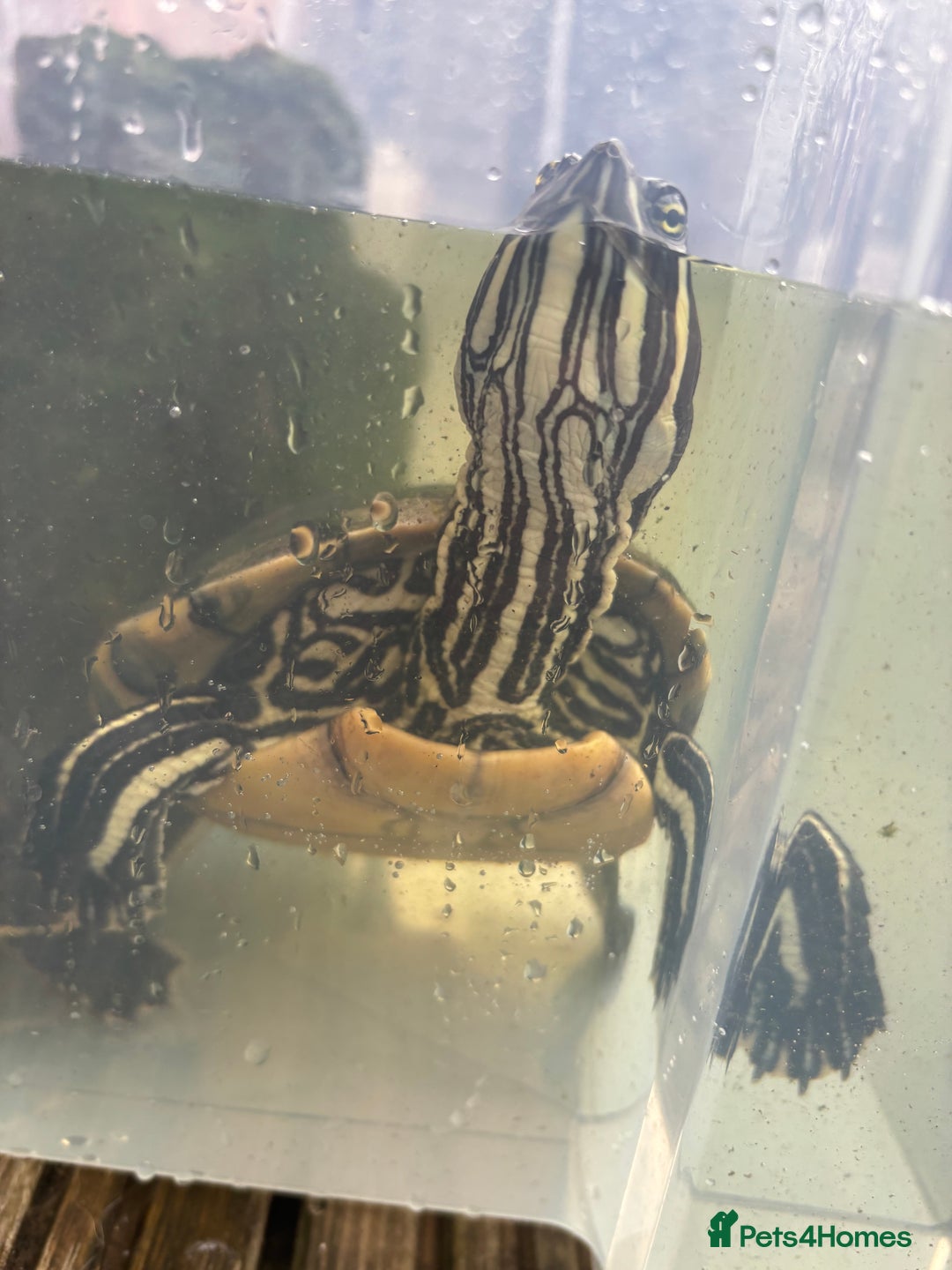Terrapin reptiles for sale: Terrapins - Image 8