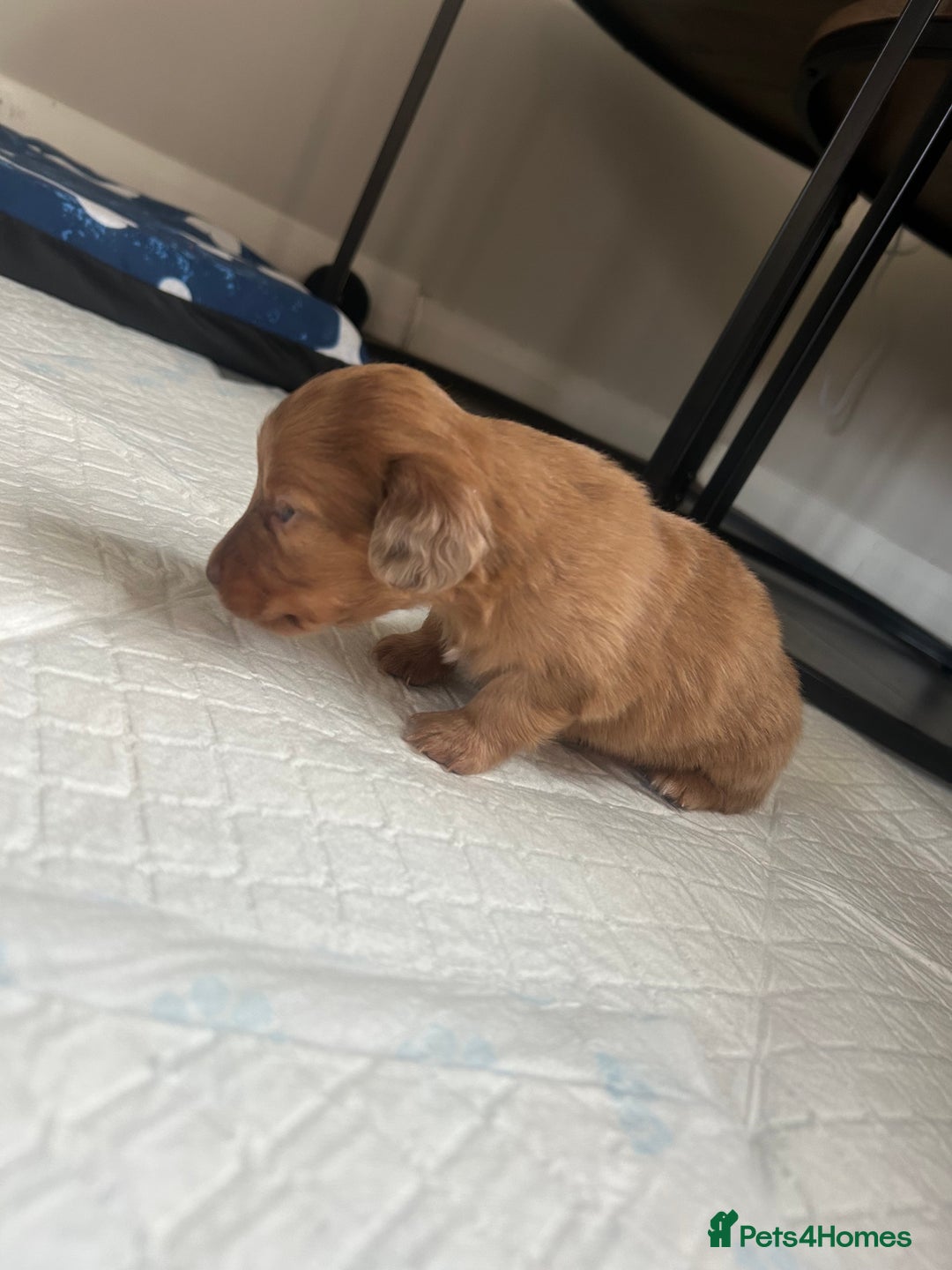 Miniature Dachshund dogs for sale: Long haired Dapple Puppy ready to leave  - Image 4