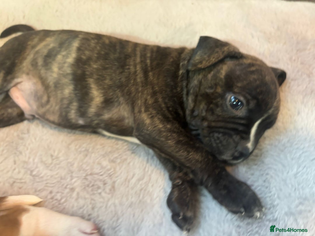 American Bulldog dogs for sale: American bulldog pups for sale - Advert 15