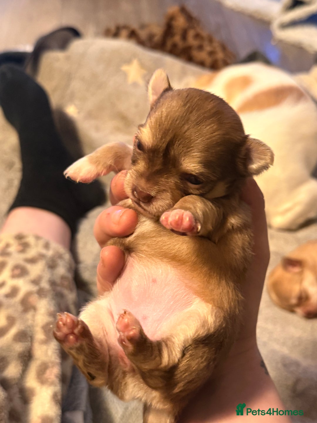 Chihuahua dogs for sale:  **  CHIHUAHUAS  - Advert 17