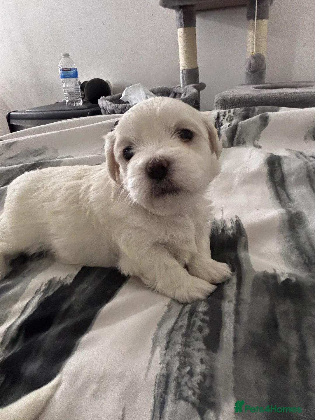 Maltese dogs for sale: Maltese Puppy - Advert 3