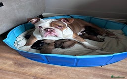 Mixed Breed dogs for sale: 5month old mixed breed  - Image 8