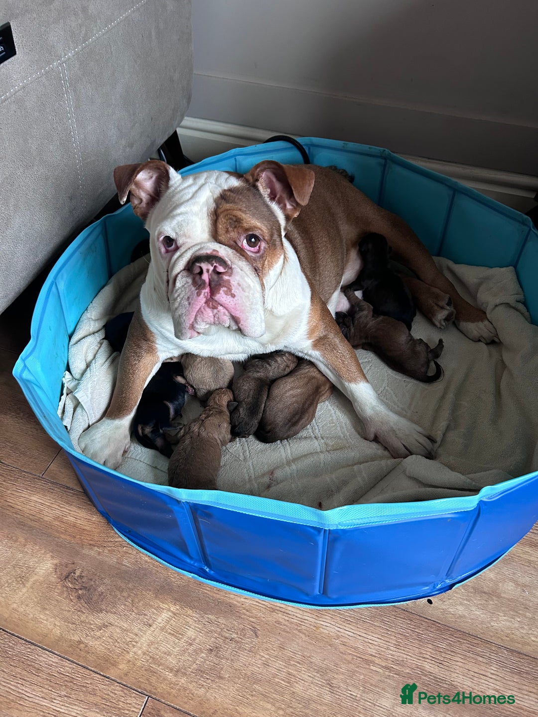 Mixed Breed dogs for sale: 5month old mixed breed  - Image 8