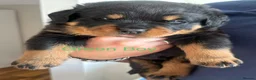 Rottweiler dogs for sale: Rottweiler Puppies  - Advert 8