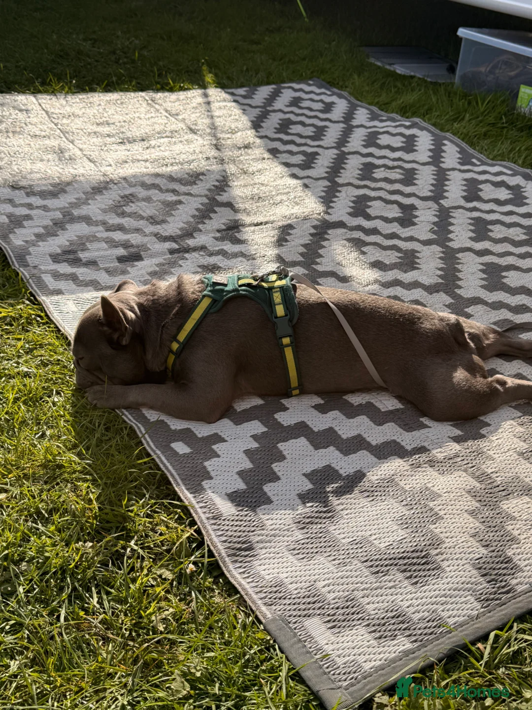 French Bulldog dogs for sale: 18 month old male French bulldog - Advert 7