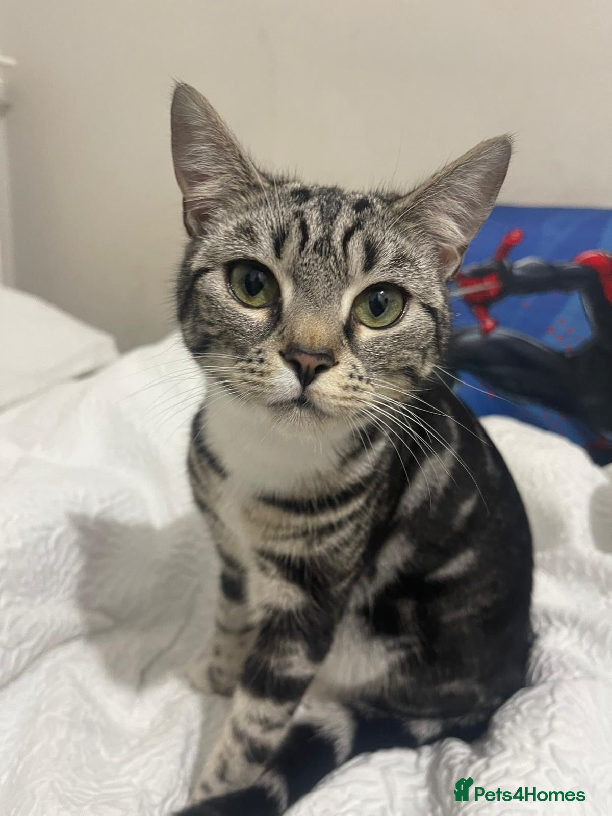 Bengal cats Bengal female kitten 7 months old - Advert 4