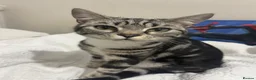 Bengal cats for sale: Bengal female kitten 7 months old in Leicester - Advert 1