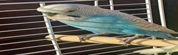 Budgerigars birds for sale: Male budgie and cage 1 pair of budgies  in Wakefield - Advert 2