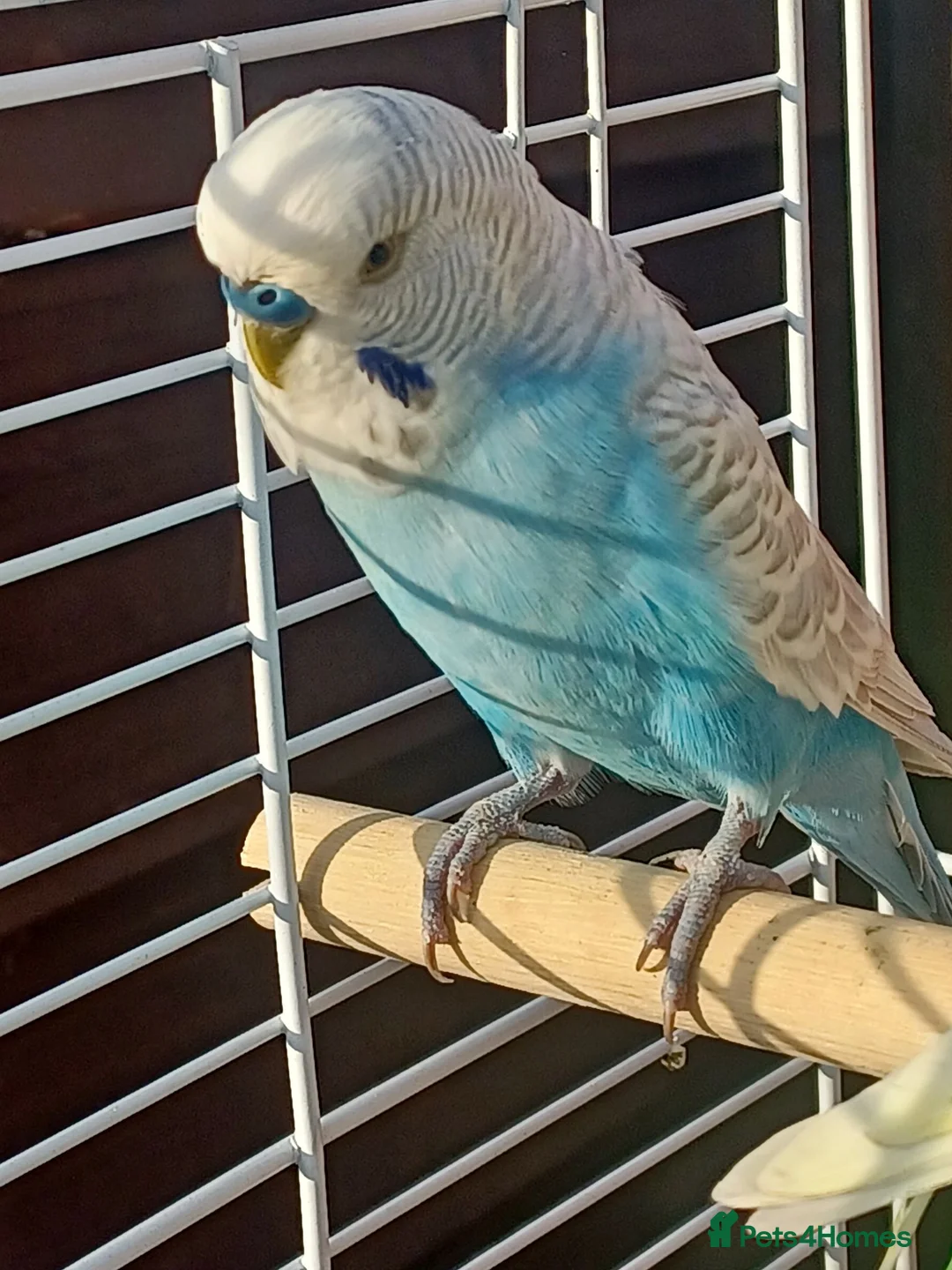 Budgerigars birds for sale: Male budgie and cage 1 pair of budgies  in Wakefield - Advert 2