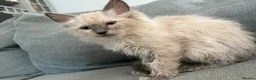 Ragdoll cats for sale: ❤️ fully vaccinated pure Ragdoll ready 25th August - Advert 18