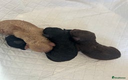 Miniature Poodle dogs for sale: Miniature poodle - Image 2