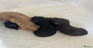 Miniature Poodle dogs - Advert 1