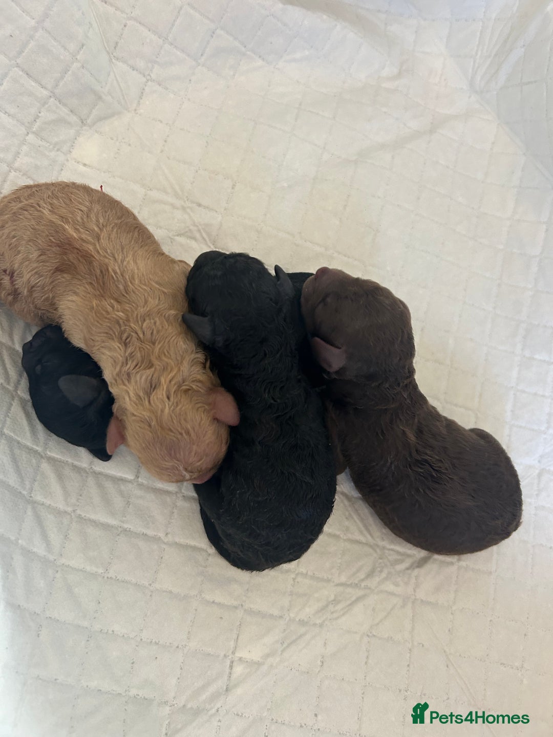 Miniature Poodle dogs for sale: Miniature poodle - Image 2