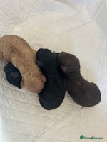 Miniature Poodle dogs - Advert 1