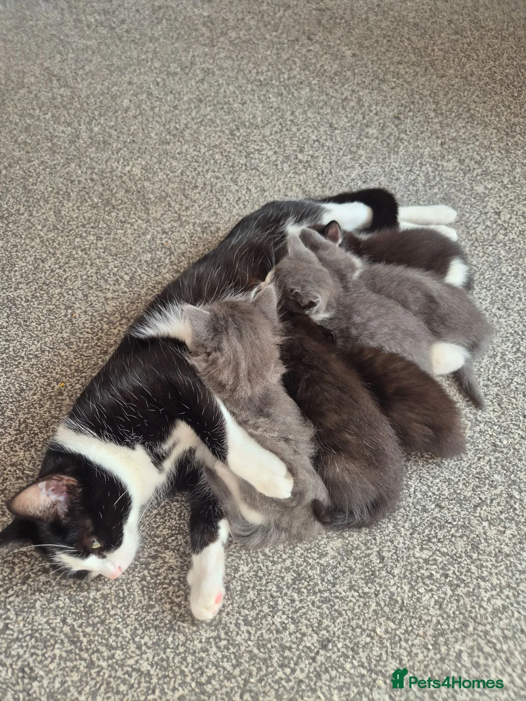 British Longhair cats for sale: Litter of 6 kittens - Advert 2