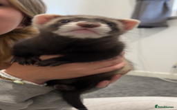 Ferret rodents for sale: 2 gorgeous ferrets  - Image 4