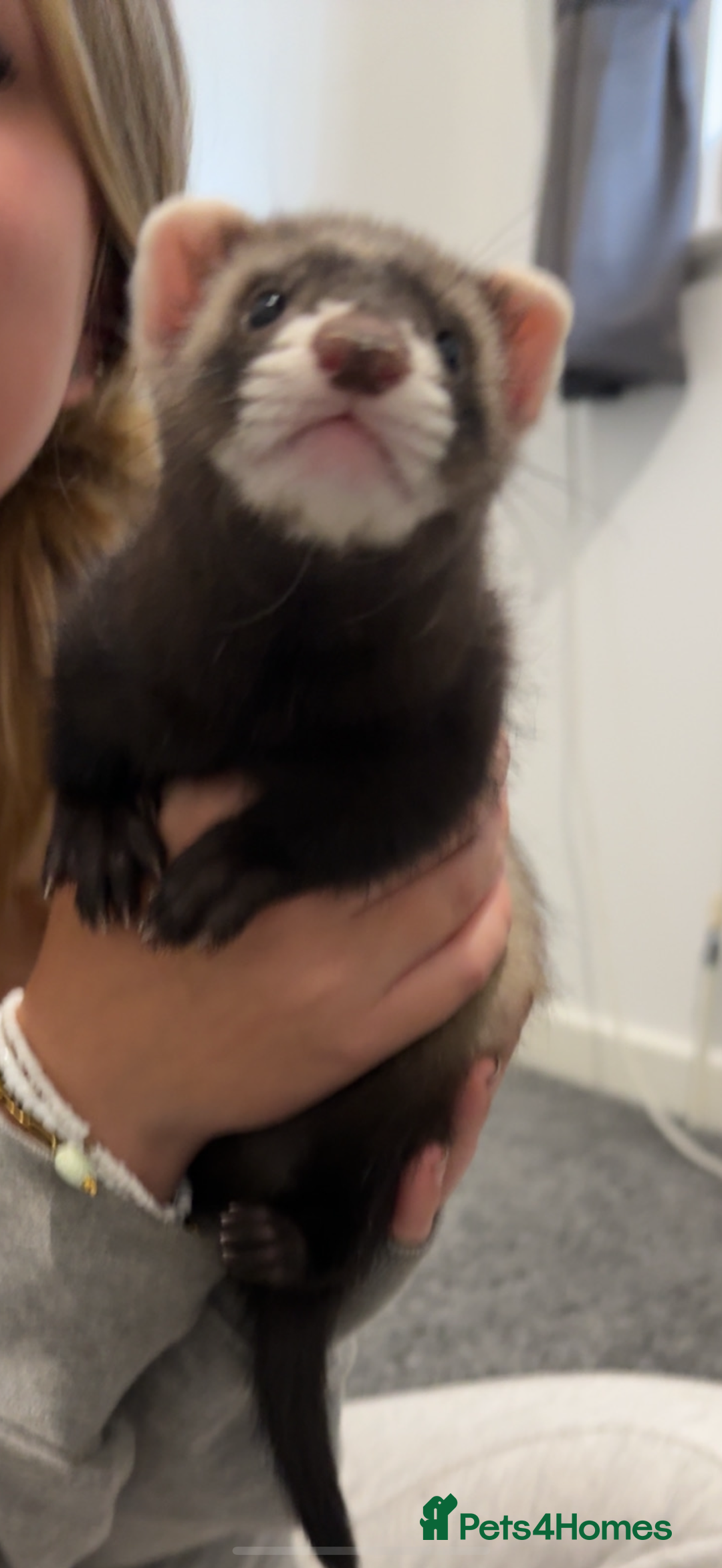 Ferret rodents for sale: 2 gorgeous ferrets  - Image 4