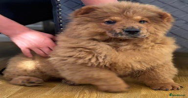 Chow Chow dogs - Advert 3