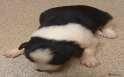 Border Collie dogs for sale: Border Collies for sale - Image 16