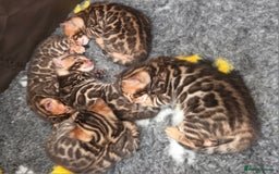 Bengal cats for sale: ✨ Bengal TICA Registered kittens Available ✨🐱 - Image 2