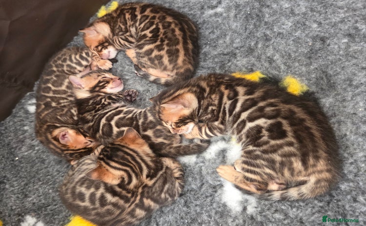 Bengal cats - Advert 10