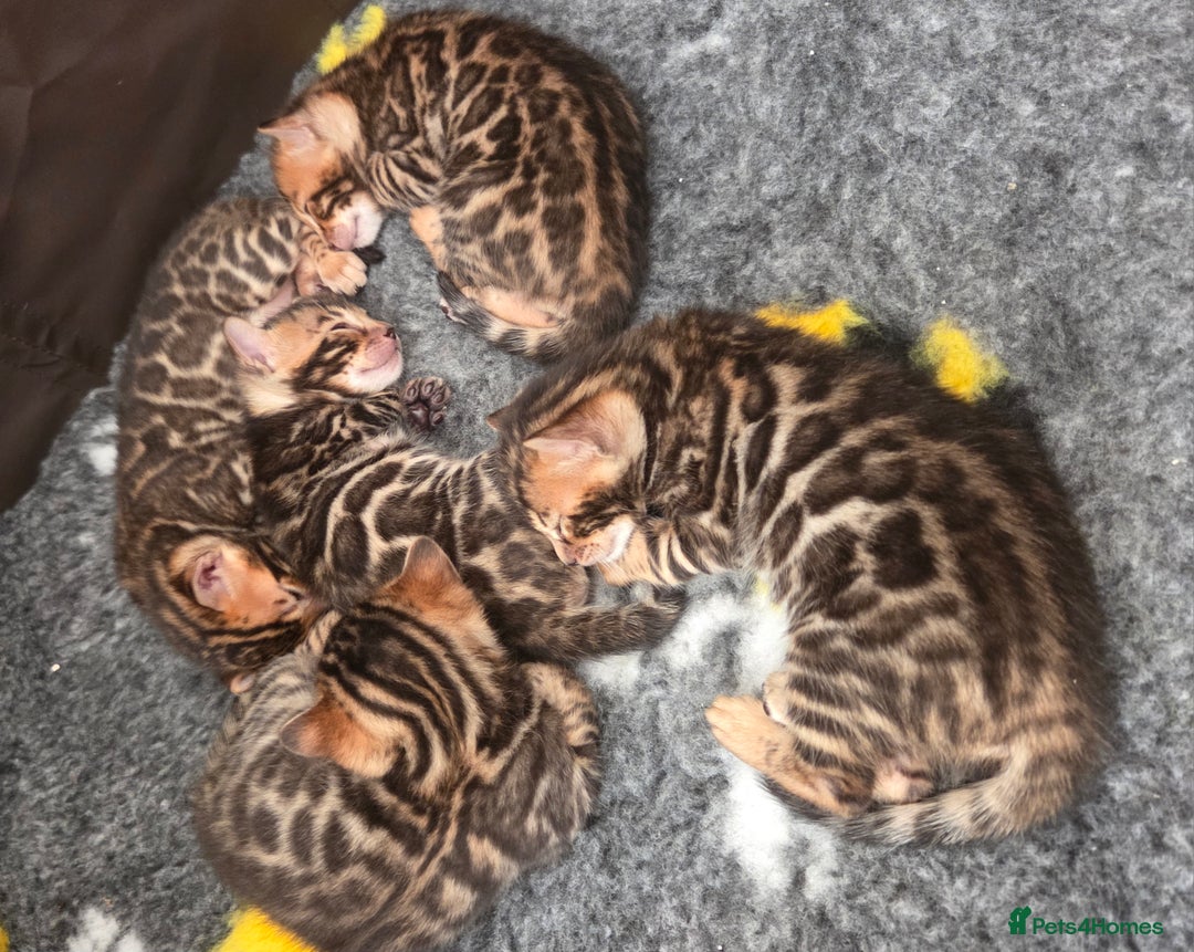 Bengal cats for sale: ✨ Bengal TICA Registered kittens Available ✨🐱 - Image 2