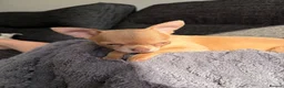 Chihuahua dogs for sale: Female chihuahua  - Advert 7