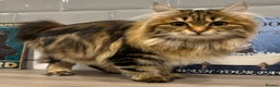 Kurilian Bobtail cats for sale: Young adult spayed Kurilian bobtail for 5* home - Advert 8
