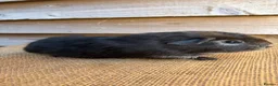 Guinea Pig rodents for sale: Handsome boars  - Advert 6