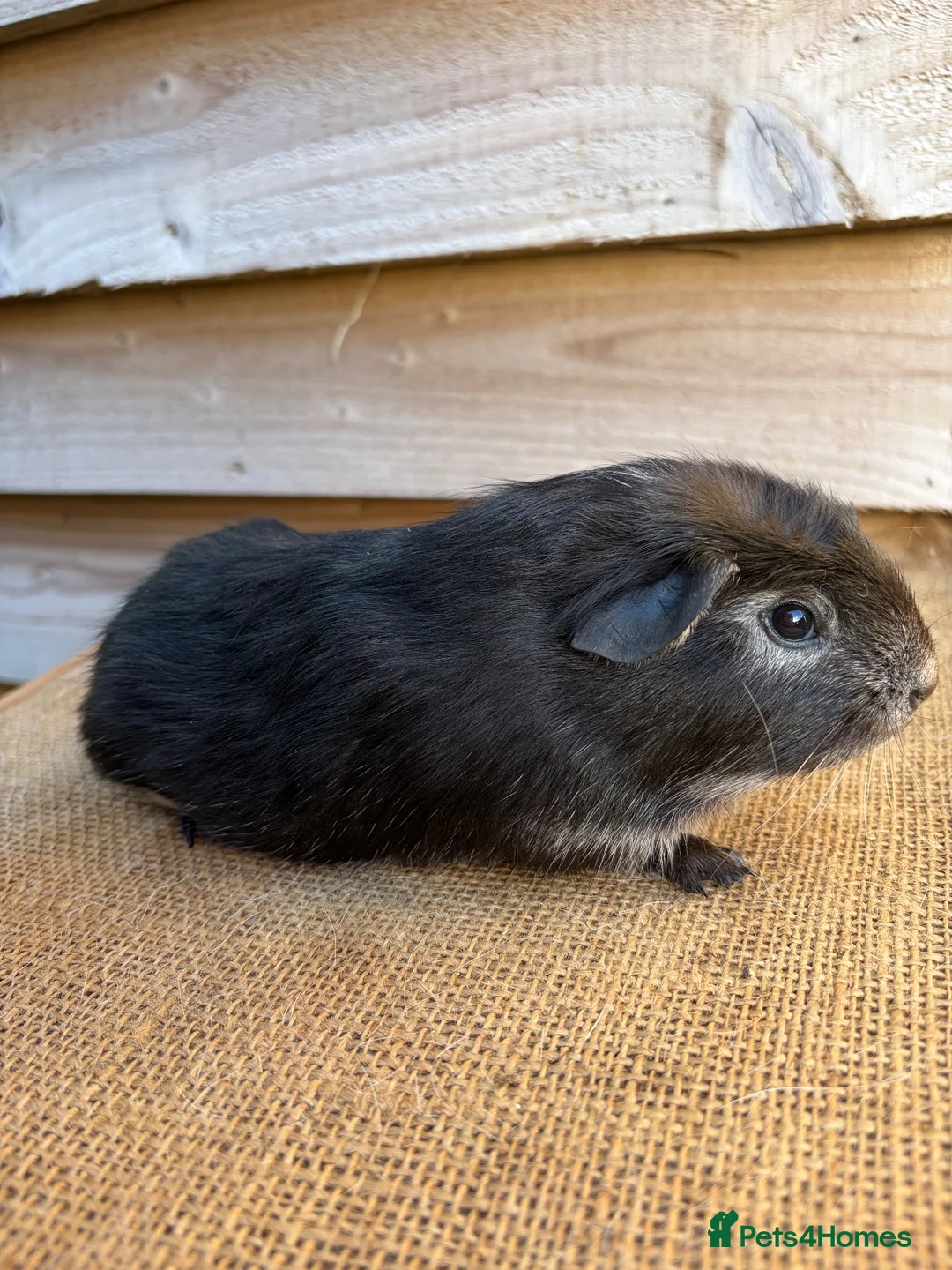 Guinea Pig rodents for sale: Handsome boars  - Advert 6